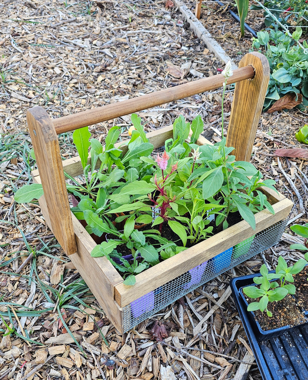 Handmade Harvest Basket - ** Pre-order **