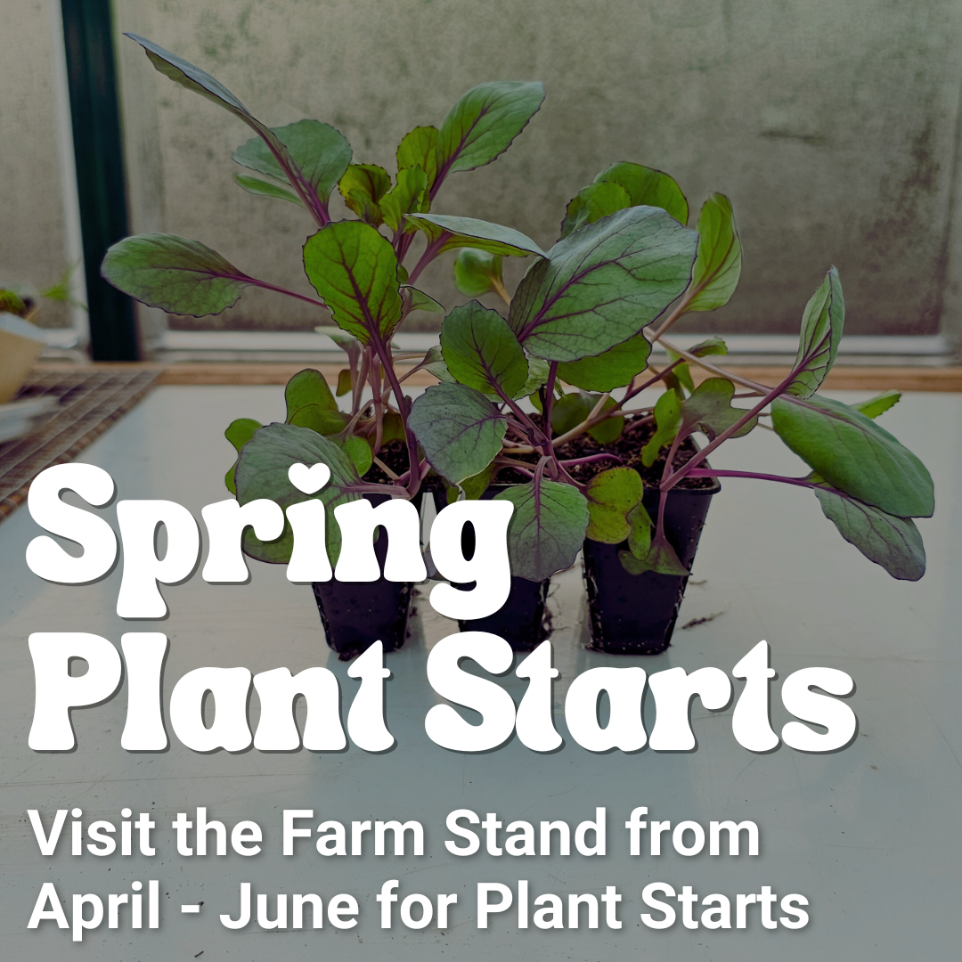 2026 Spring/Summer Plant Starts
