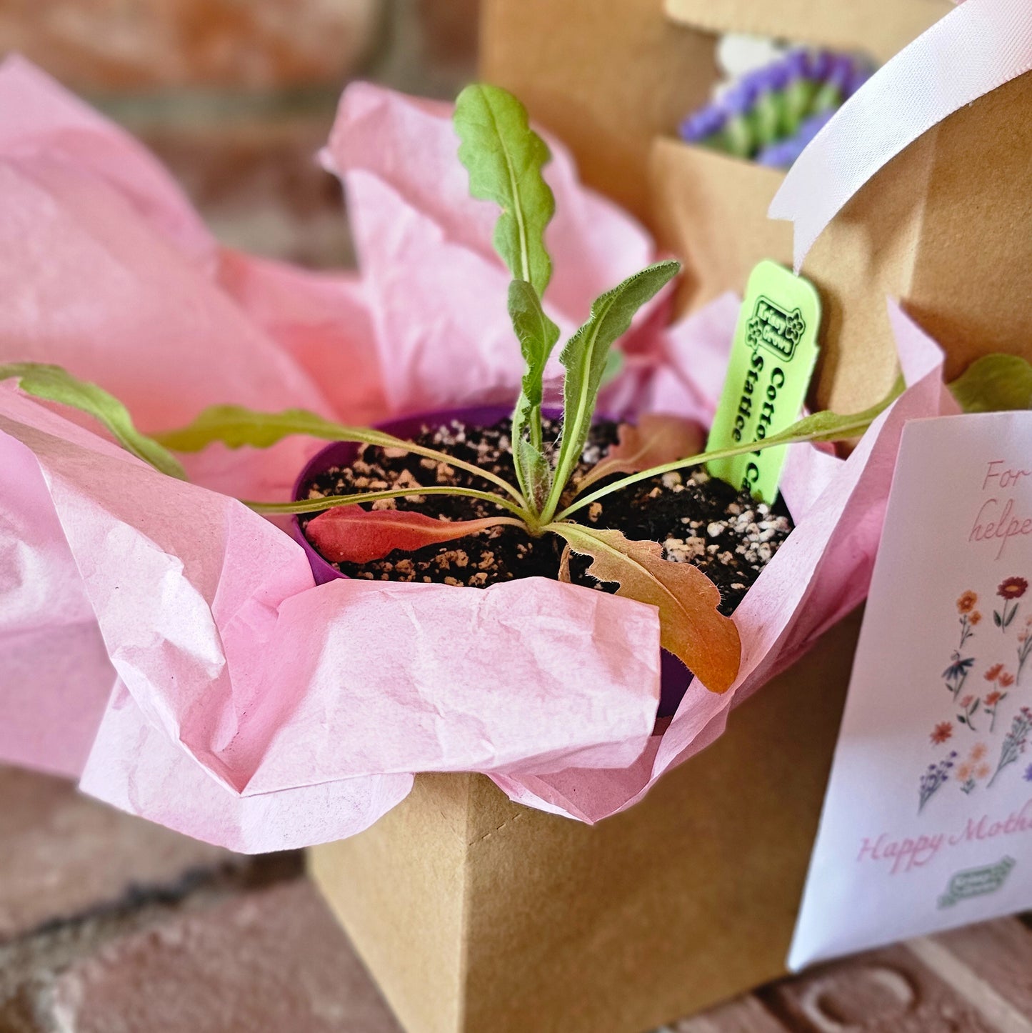 Mother’s Day Garden Gift Bundle